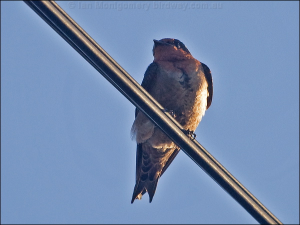 Pacific Swallow pacific_swallow_166678.psd