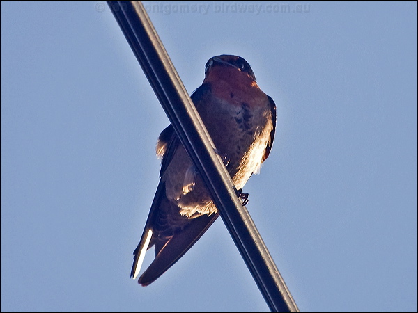 Pacific Swallow pacific_swallow_166690.psd