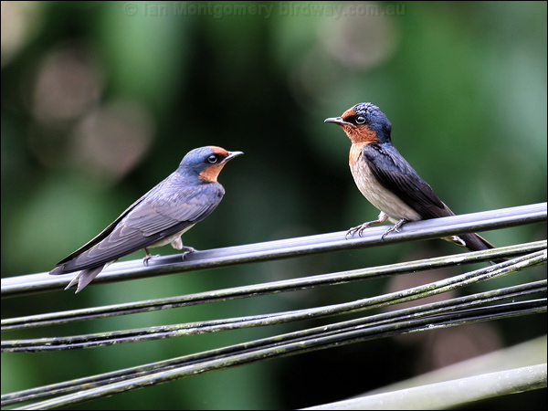 Pacific Swallow pacific_swallow_50250.jpg