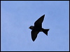 purple_martin_69678