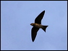 purple_martin_69694