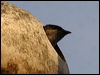 purple_martin_69709