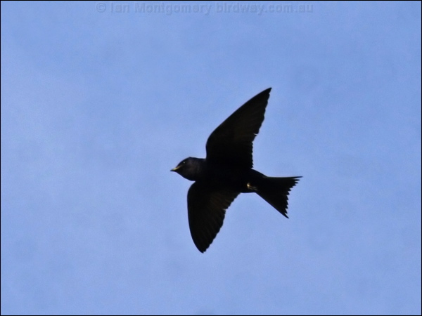 Purple Martin purple_martin_69678.jpg
