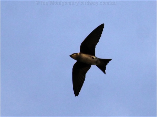 Purple Martin purple_martin_69694.jpg