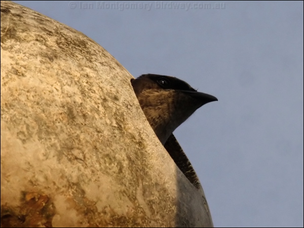 Purple Martin purple_martin_69709.jpg
