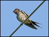 red_rumped_swallow_12577