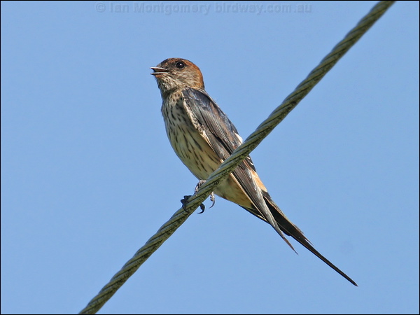 Red-rumped Swallow red_rumped_swallow_12559.jpg