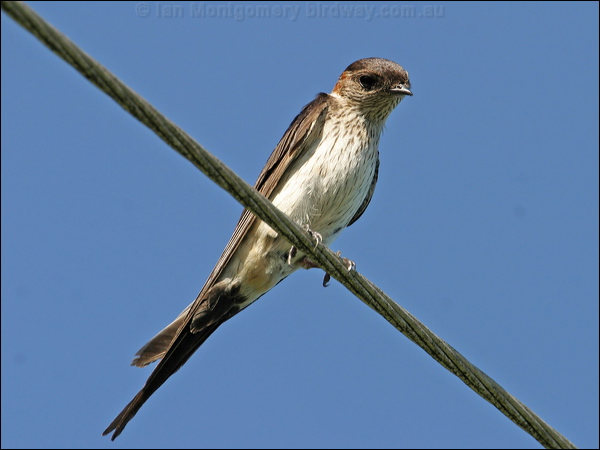 Red-rumped Swallow red_rumped_swallow_12703.jpg