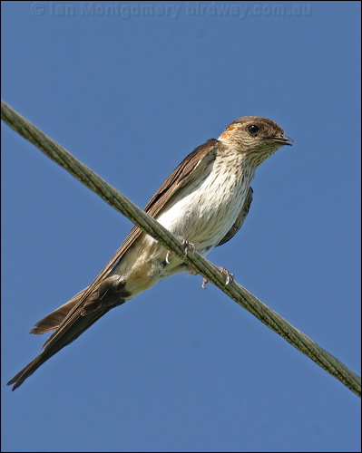 Red-rumped Swallow red_rumped_swallow_12709.jpg