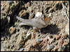 rock_martin_04358
