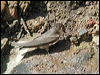 rock_martin_04359