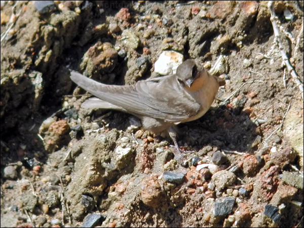 Rock Martin rock_martin_04358.jpg