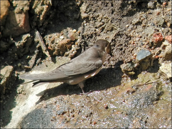 Rock Martin rock_martin_04359.jpg