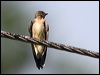 southroughwingswallow23414