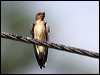 southroughwingswallow23416