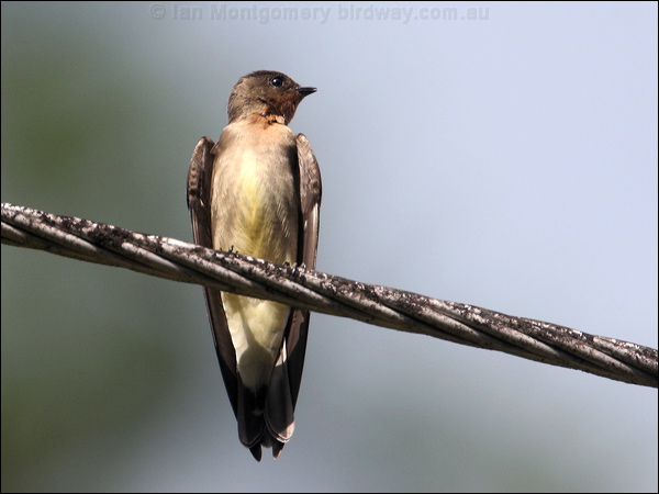 Southern Rough-winged Swallow southroughwingswallow23414.psd