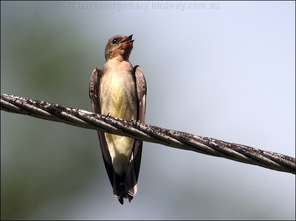 Southern Rough-winged Swallow southroughwingswallow23416.psd
