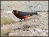 striated_swallow_55547