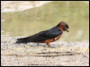 striated_swallow_55551
