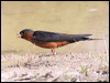 striated_swallow_55558