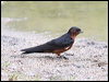 striated_swallow_55604