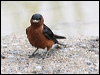 striated_swallow_55607