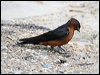 striated_swallow_55610