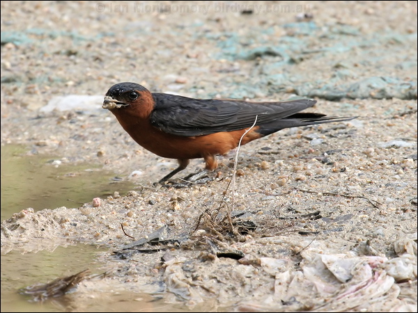 Striated Swallow striated_swallow_55547.jpg