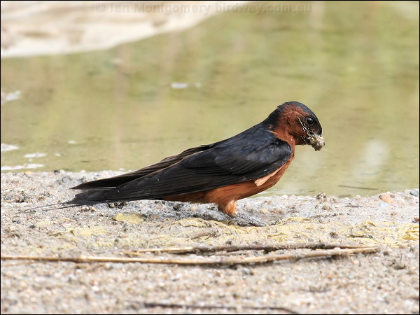 Striated Swallow striated_swallow_55551.jpg