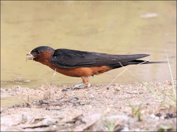 Striated Swallow striated_swallow_55558.jpg