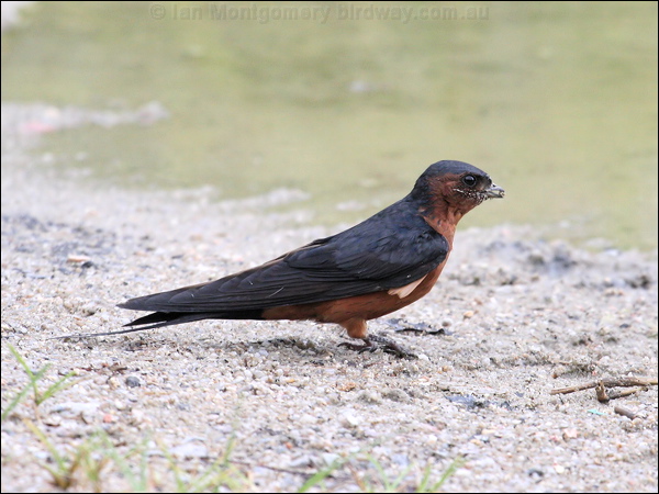 Striated Swallow striated_swallow_55604.jpg