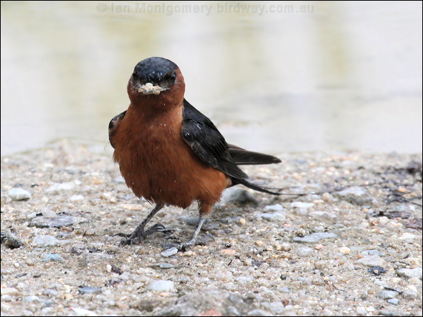 Striated Swallow striated_swallow_55607.jpg