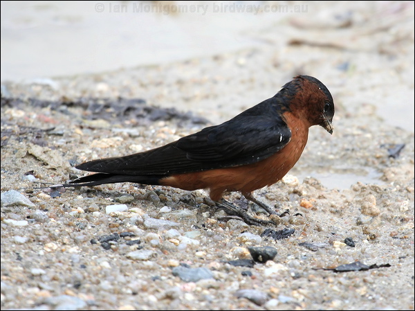 Striated Swallow striated_swallow_55610.jpg