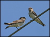 fairy-tree_martin_12496