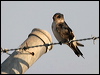 tree_martin_09080
