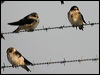tree_martin_09082