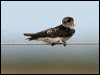 tree_martin_13451
