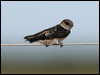 tree_martin_13459