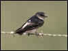 tree_martin_13460