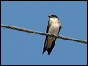 tree_martin_33775