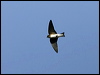 tree_martin_92706
