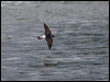 tree_martin_99590