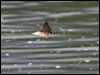 tree_martin_99598