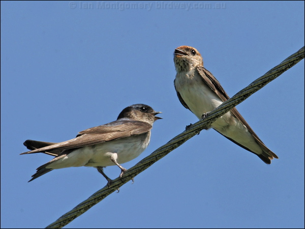 Tree Martin fairy-tree_martin_12496.jpg