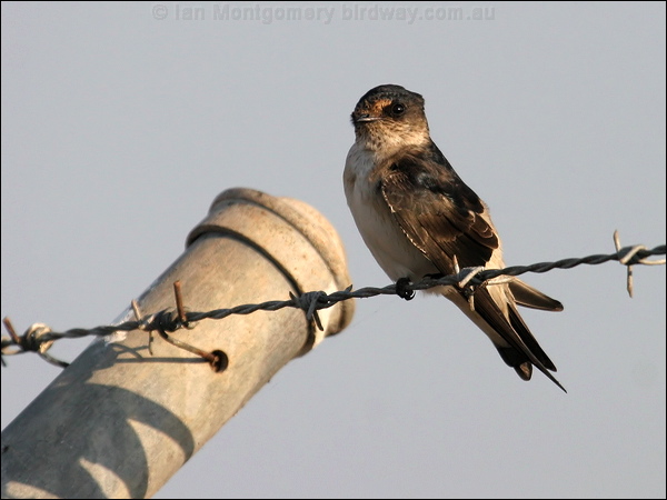Tree Martin tree_martin_09080.jpg