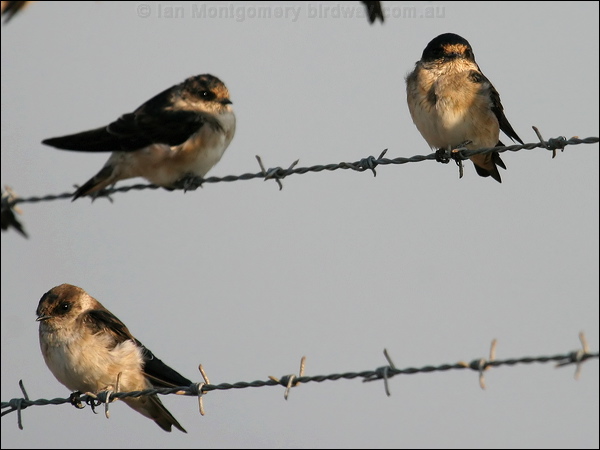 Tree Martin tree_martin_09082.jpg