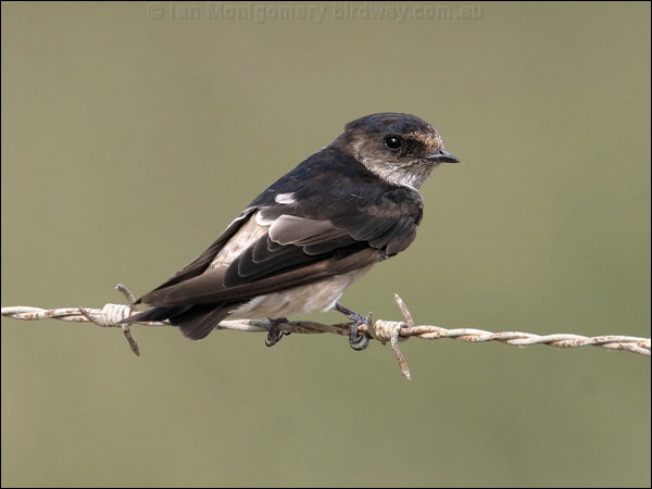 Tree Martin tree_martin_13460.jpg