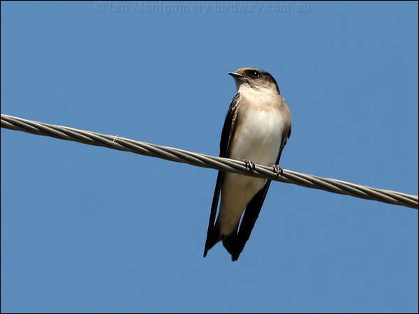 Tree Martin tree_martin_33775.jpg