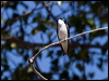 tree_swallow_66905