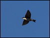 tree_swallow_67135